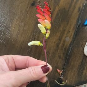 Photo of the plant species Exotic love vine by @LuckyCowshorn named Delilah on Greg, the plant care app