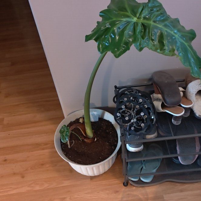 Photo of the plant species Alocasia 'Portora' by @PlenaryFern named Nellie the elephant on Greg, the plant care app