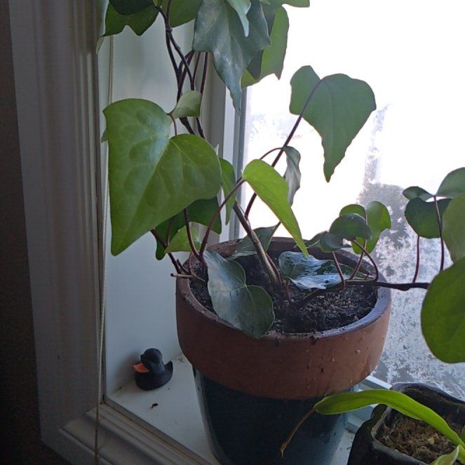 Photo of the plant species Algerian Ivy by @PlenaryFern named Ivy on Greg, the plant care app