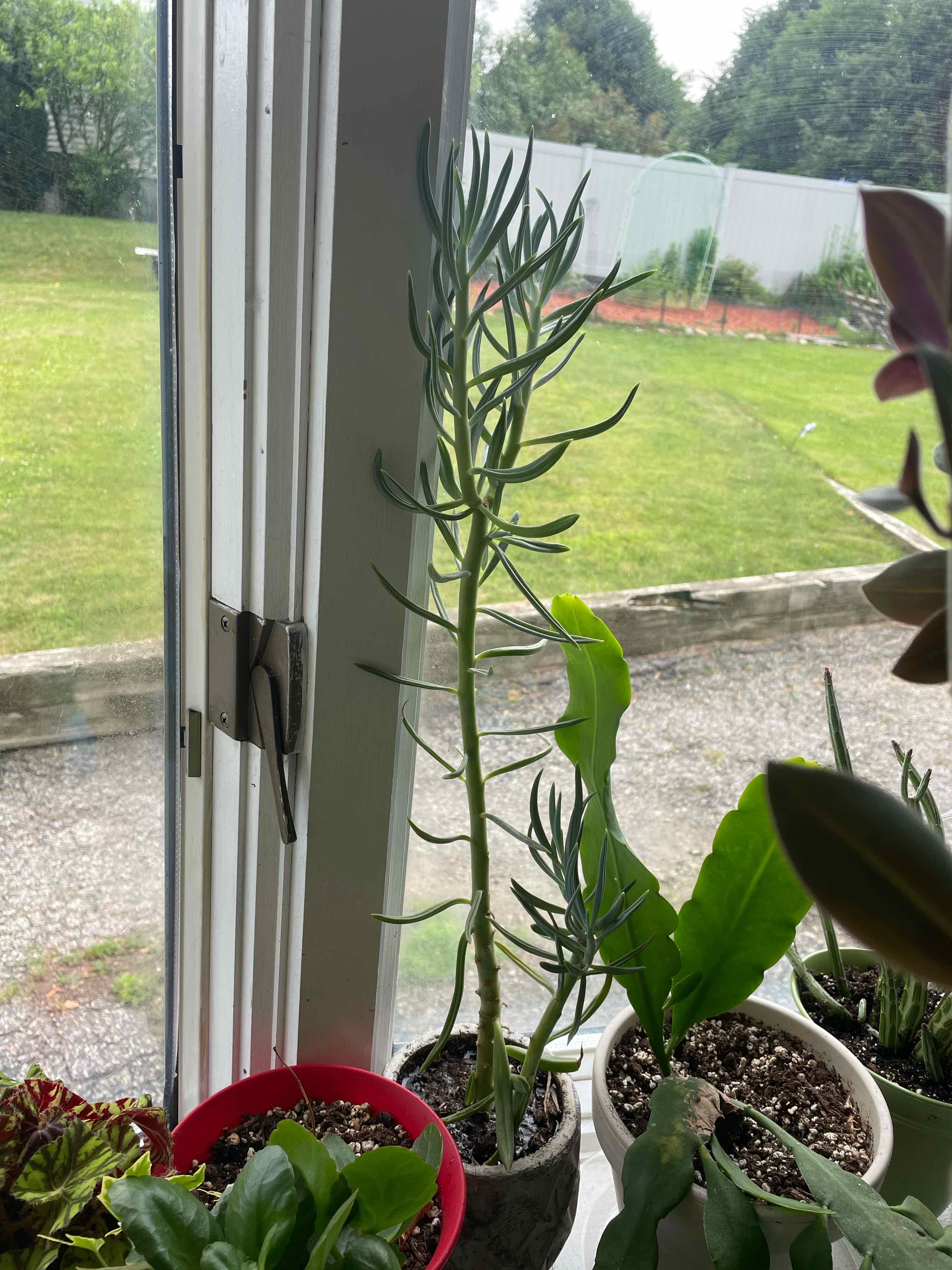Narrow-Leaf Chalksticks plant near a window, healthy with visible soil.