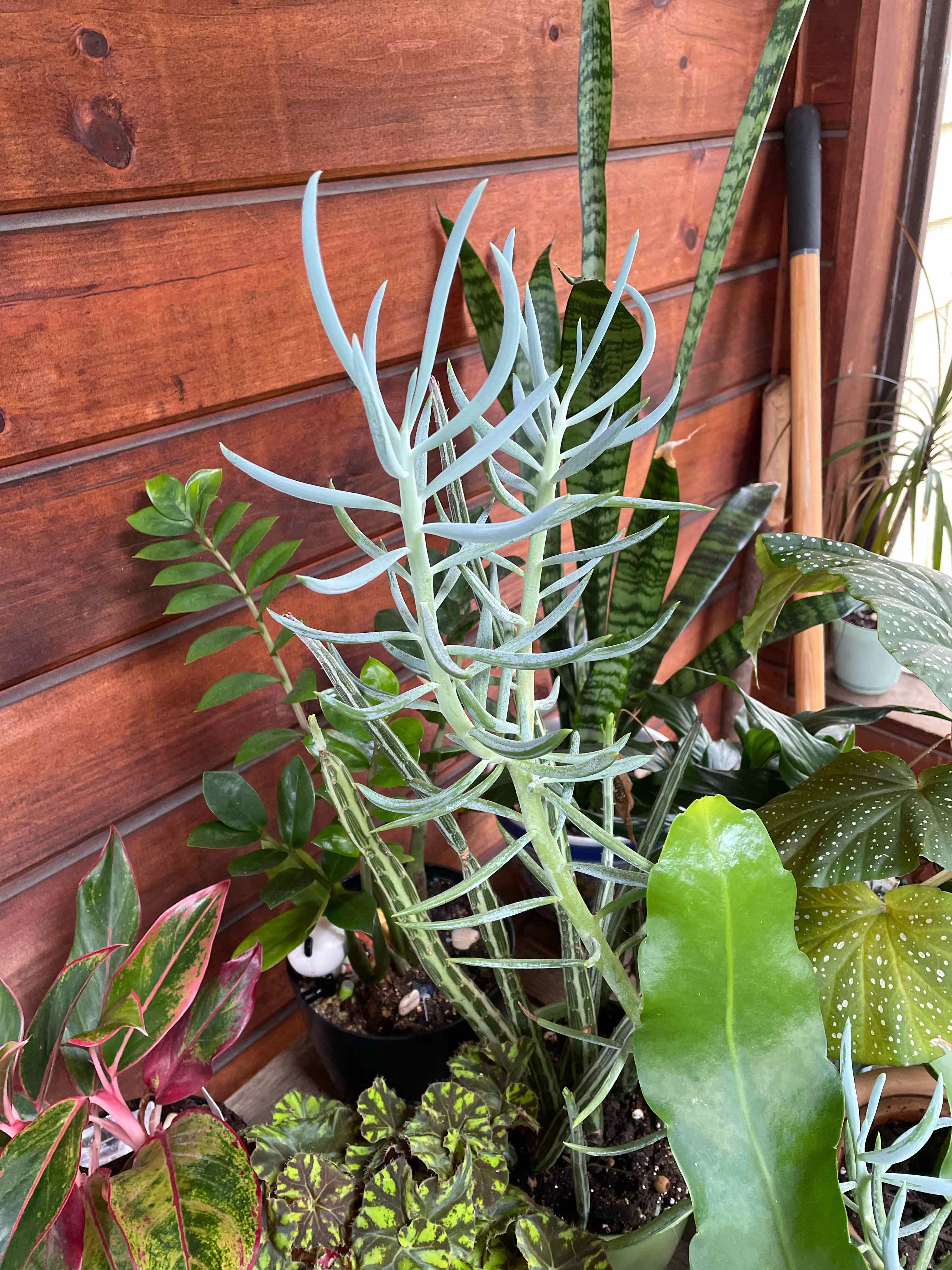 Narrow-Leaf Chalksticks plant among other plants, well-framed and in focus.