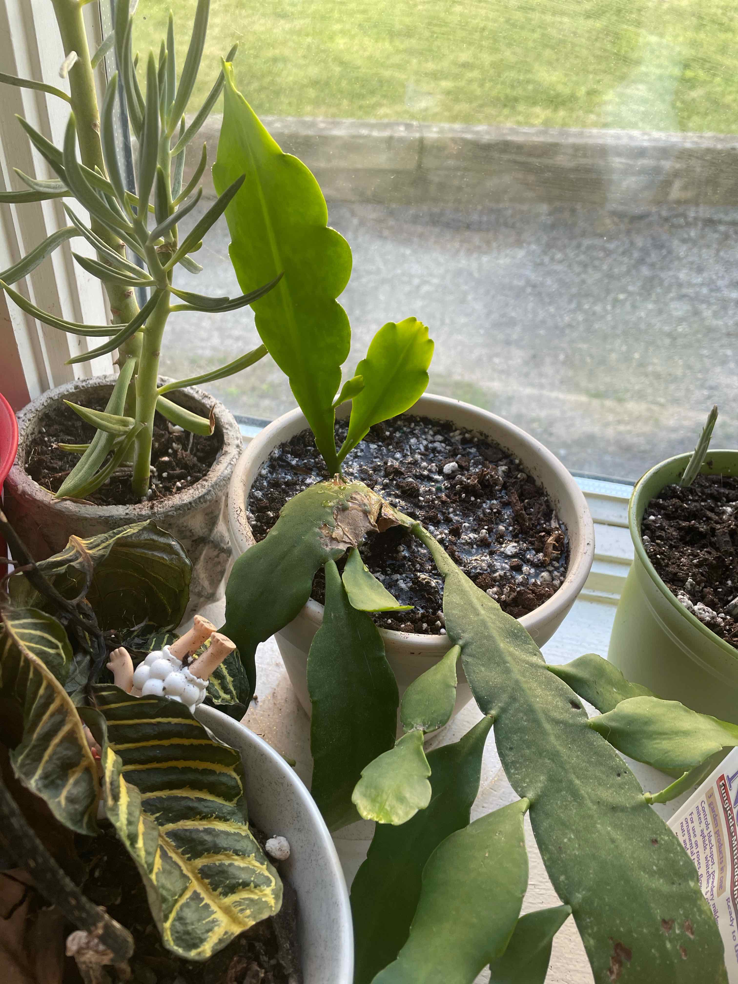 Dutchman's Pipe Cactus with some healthy green leaves and visible browning and yellowing leaves in a pot near a window.