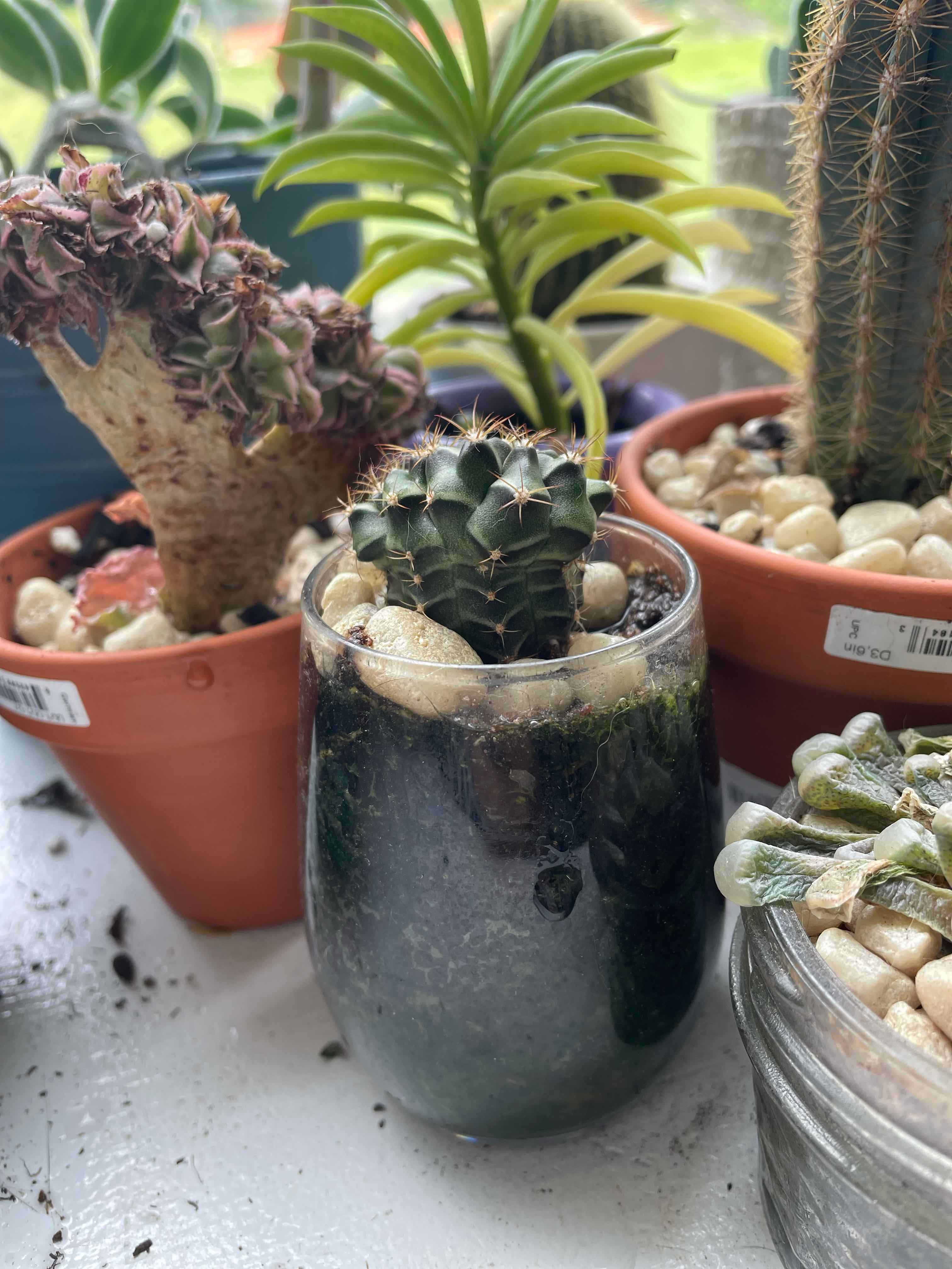 Turbinicarpus schmiedickeanus cactus in a glass container with pebbles, surrounded by other plants.
