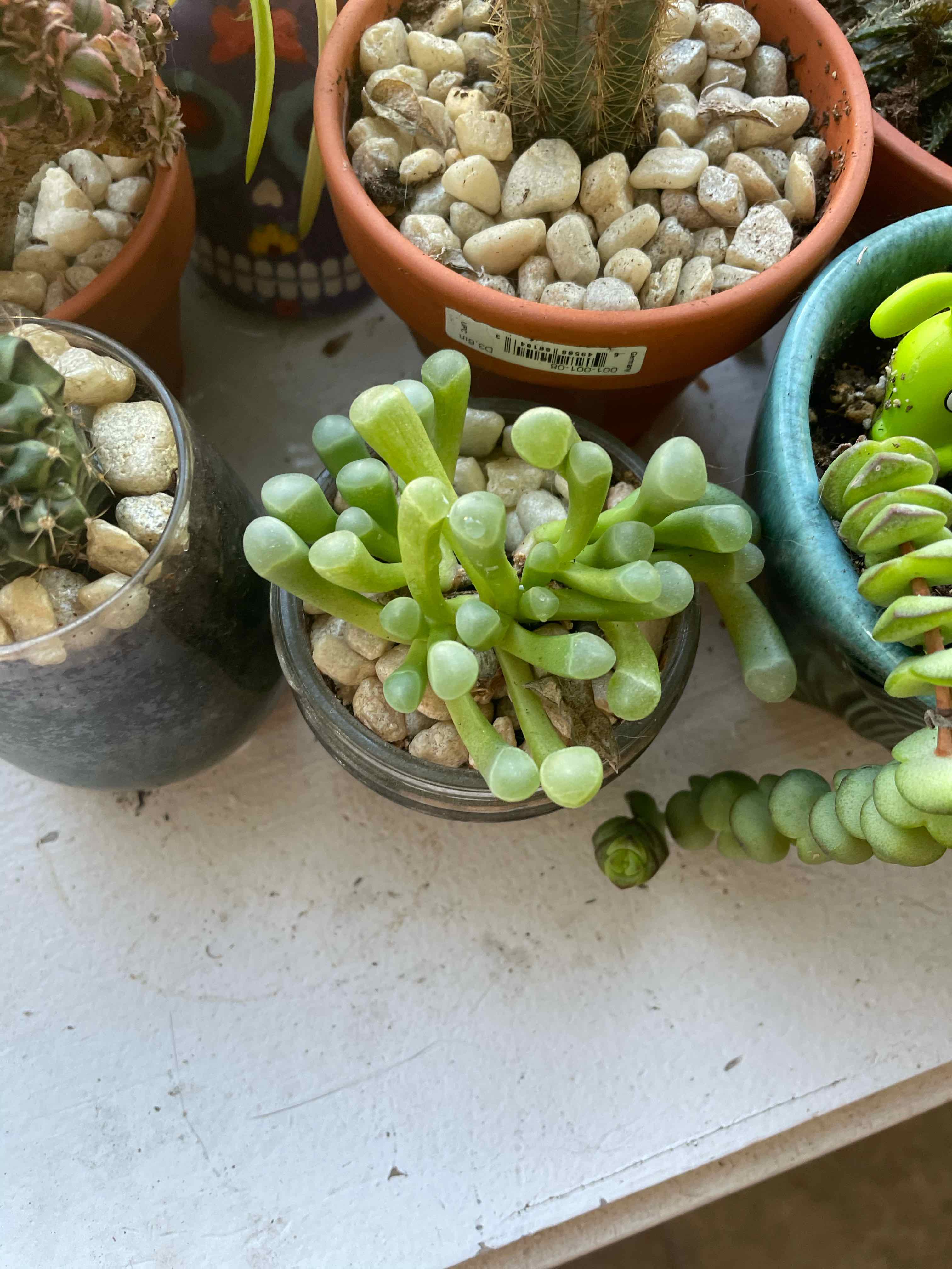 Healthy Baby Toes (Fenestraria rhopalophylla) succulent in a pot with pebbles, surrounded by other plants.