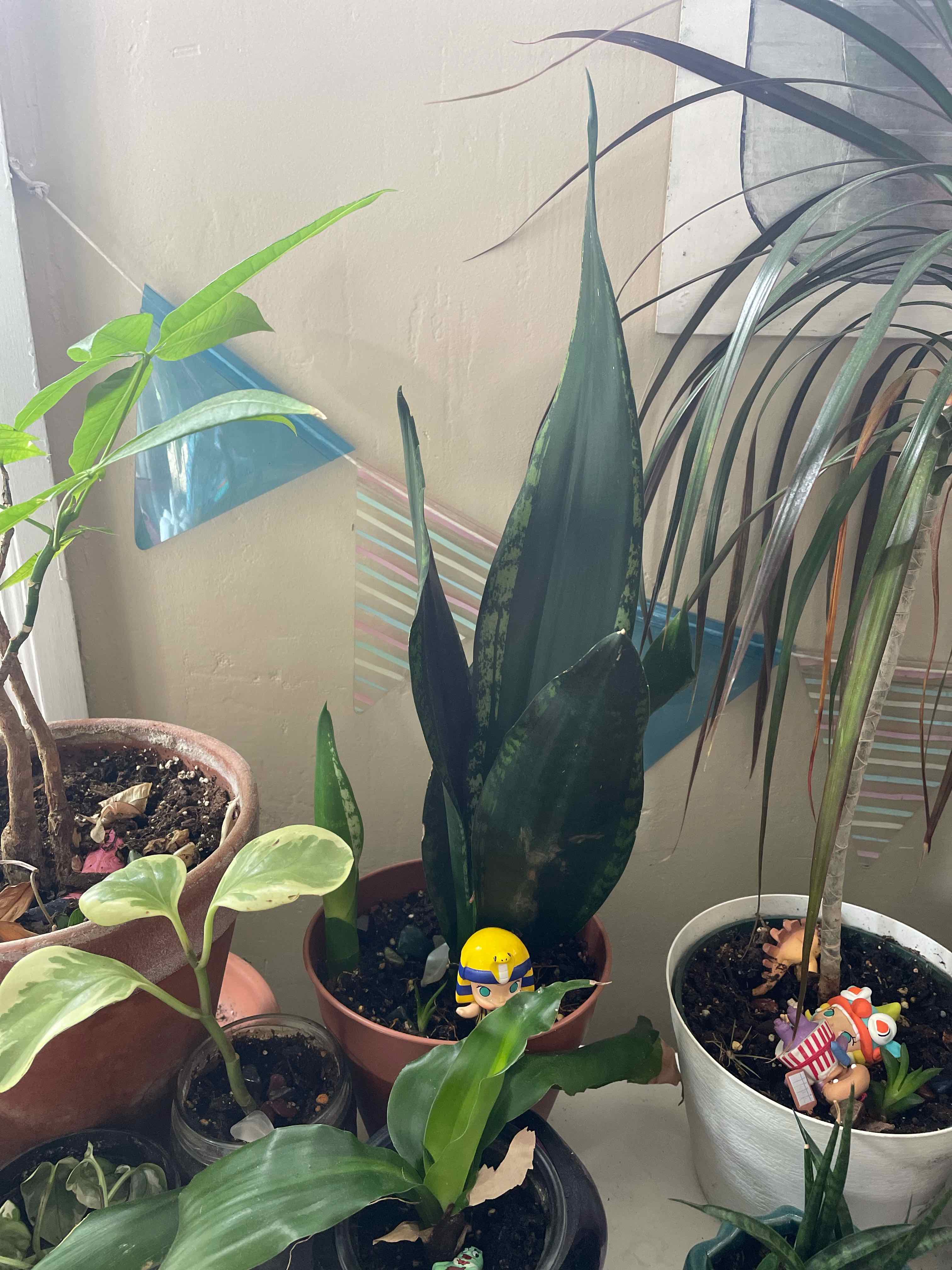 Sansevieria Black Dragon plant in a pot, surrounded by other potted plants.