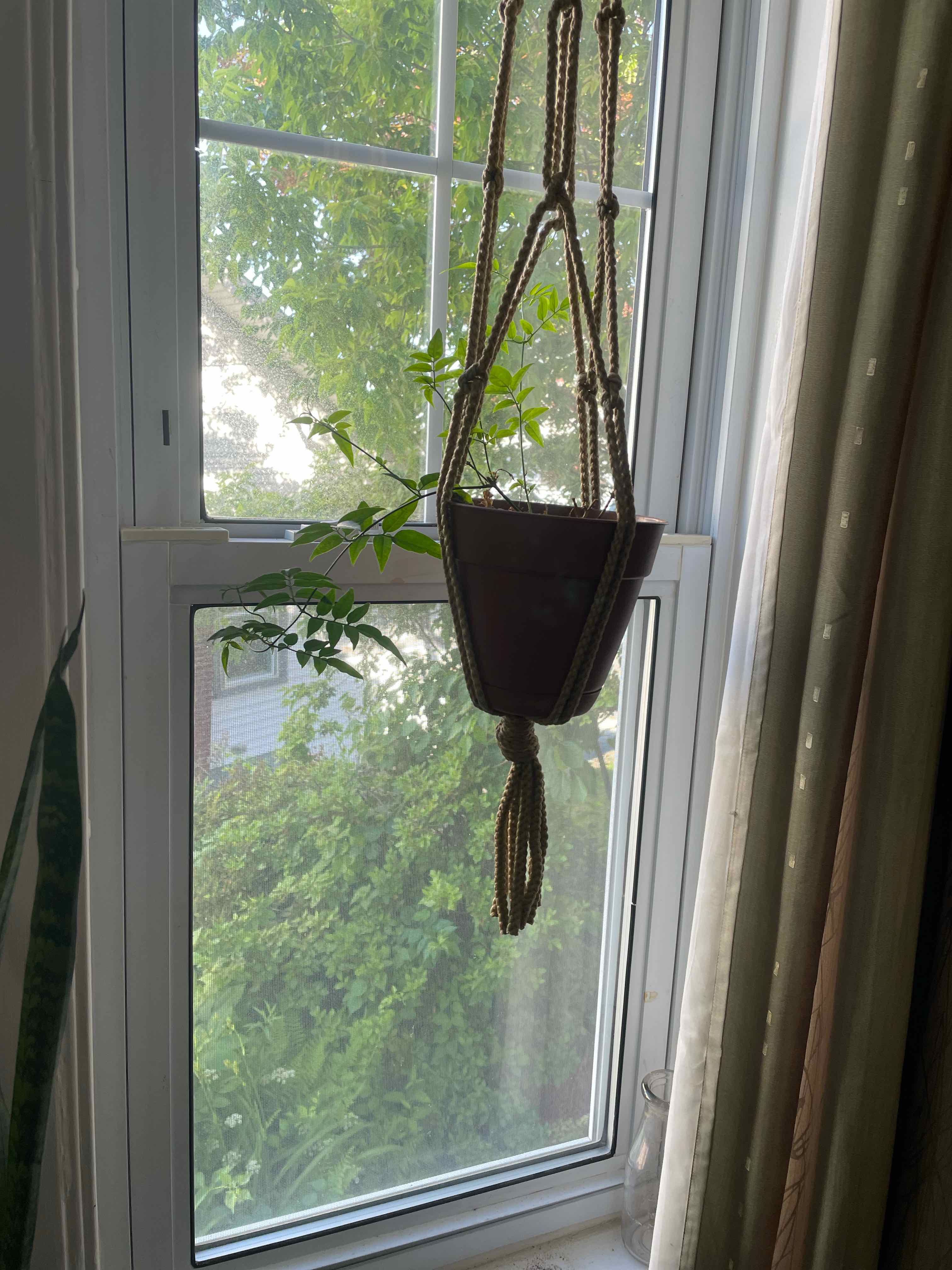 Hanging White Jasmine plant in front of a window with green leaves.