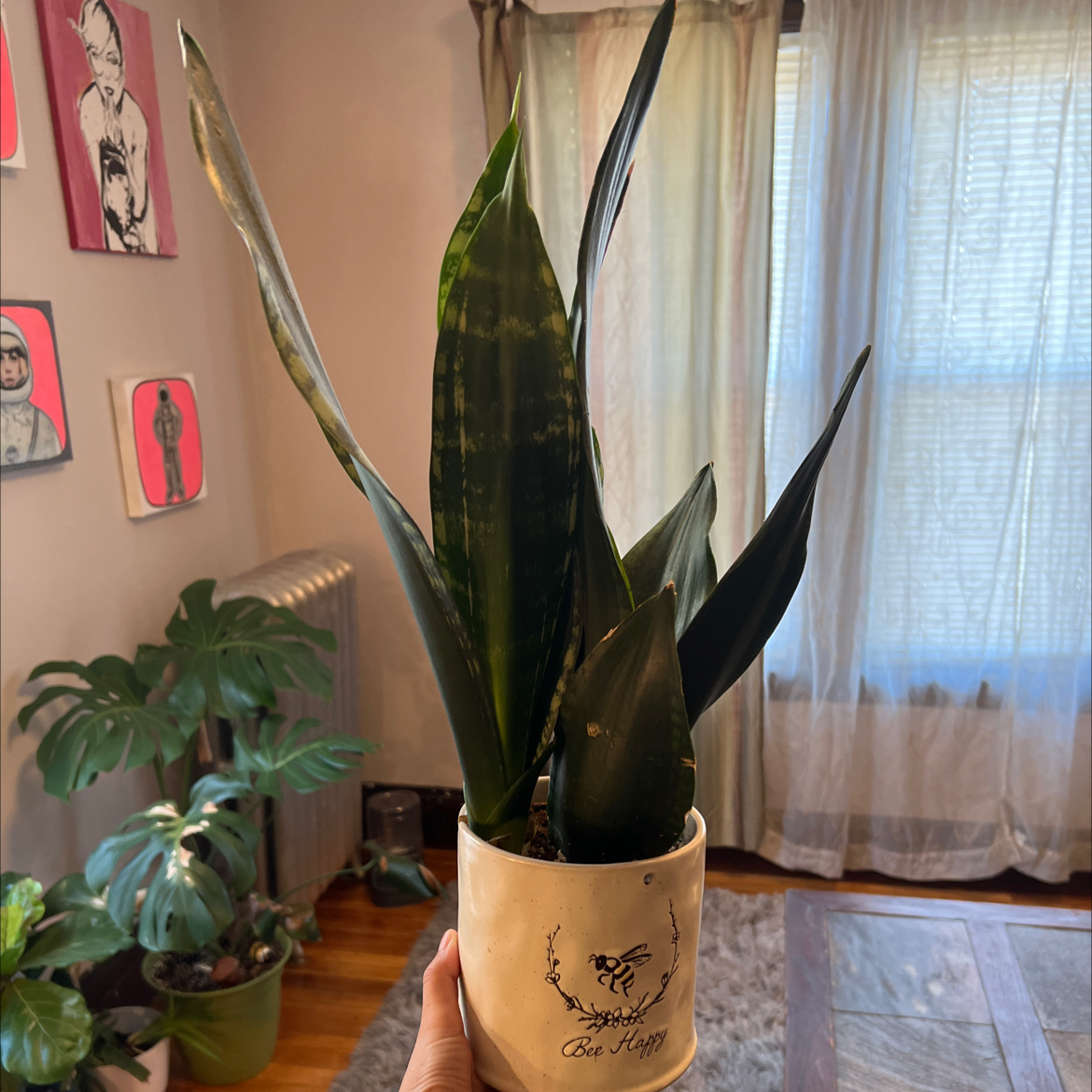 Sansevieria Black Dragon plant in a pot, held by a hand, with minor yellowing and browning on leaf edges.