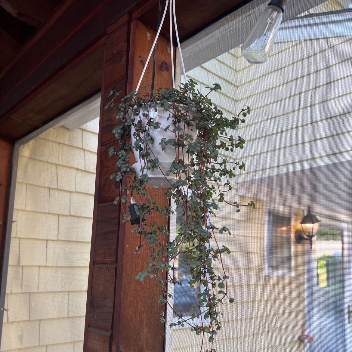Hanging Pilea 'Aquamarine' plant with small, round leaves, appears healthy.