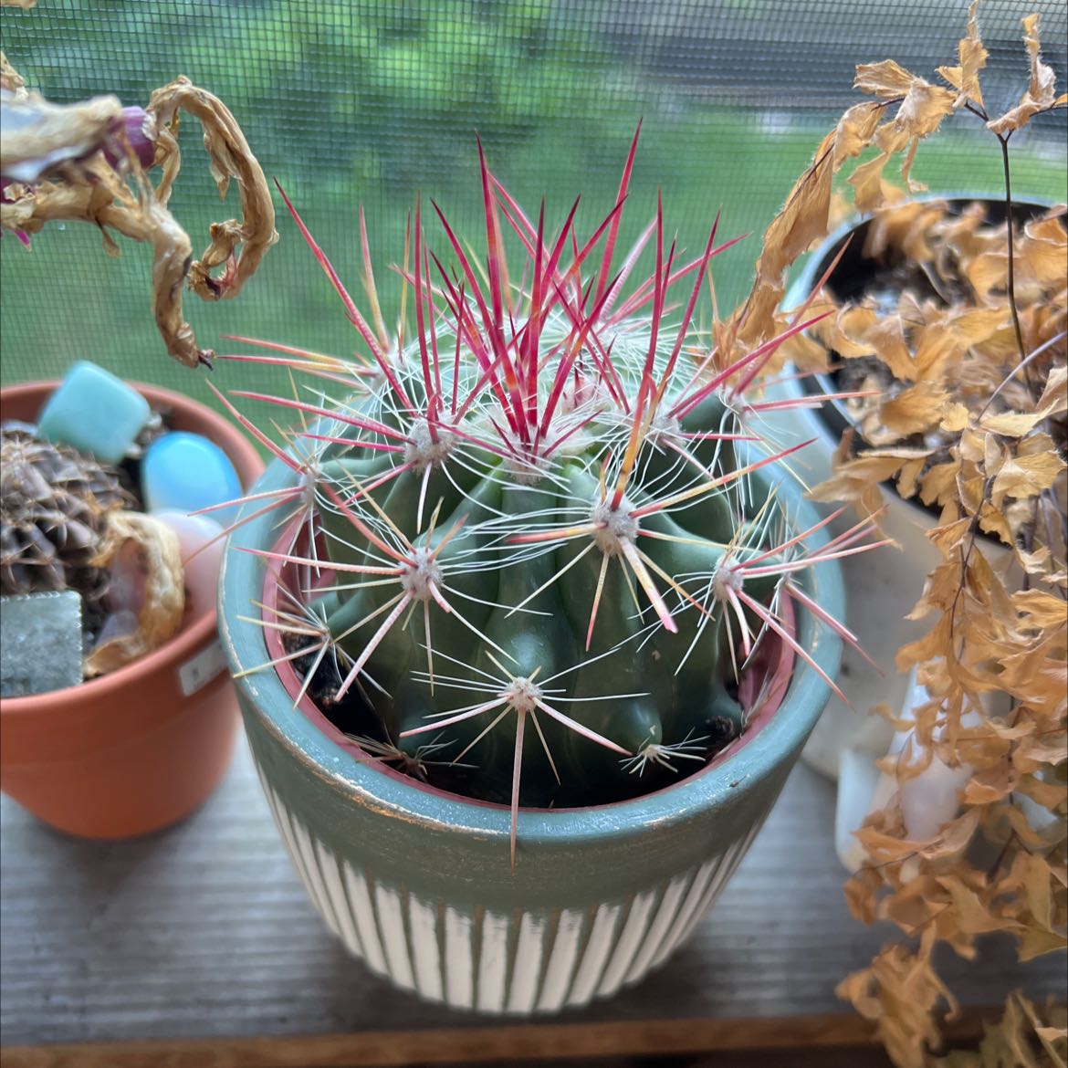 Texas Barrel Cactus in a pot with vibrant spines, other plants in the background.