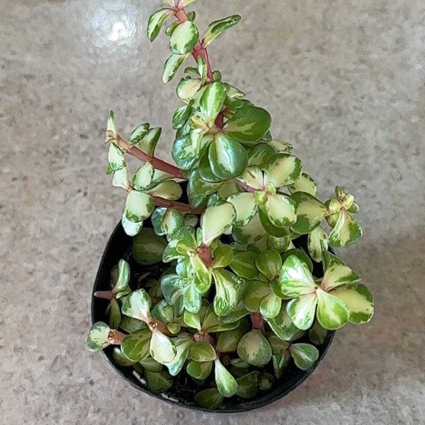Portulacaria afra 'Kaleidoscope' plant with vibrant variegated leaves in a small pot.