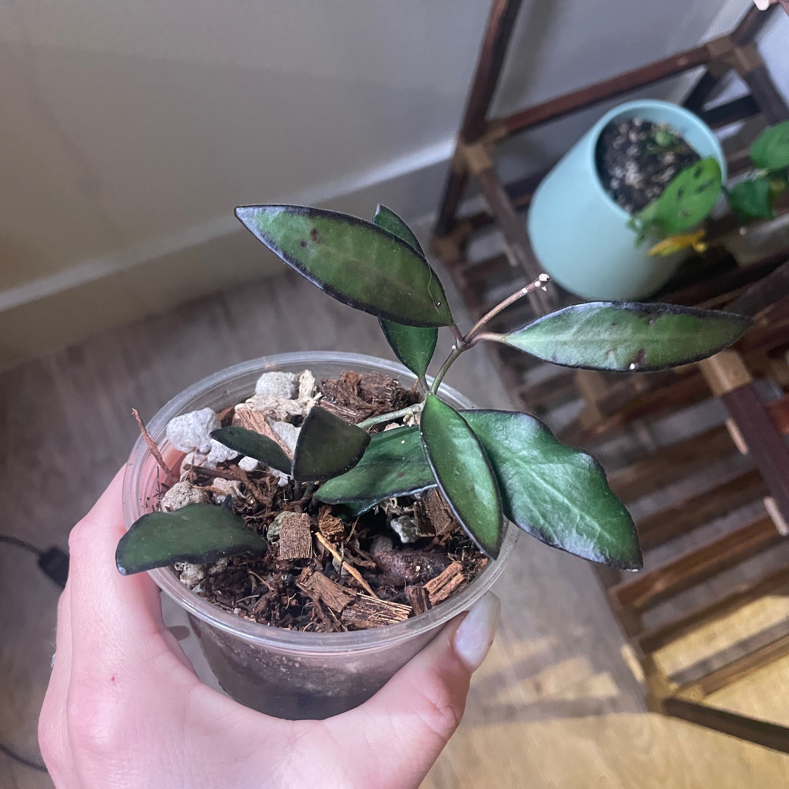 Photo of the plant species Hoya sp. aff. burtoniae by @FairPinebush named Taylor Swift on Greg, the plant care app