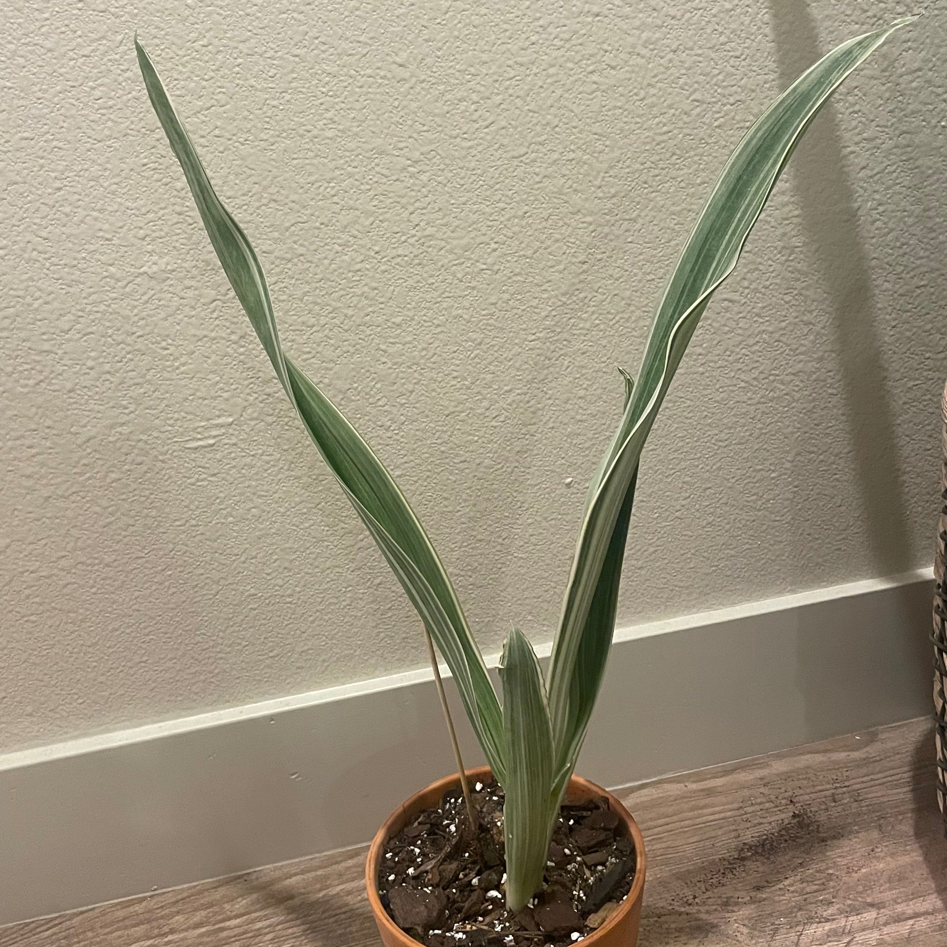 White Sansevieria plant in a small pot with upright variegated leaves.