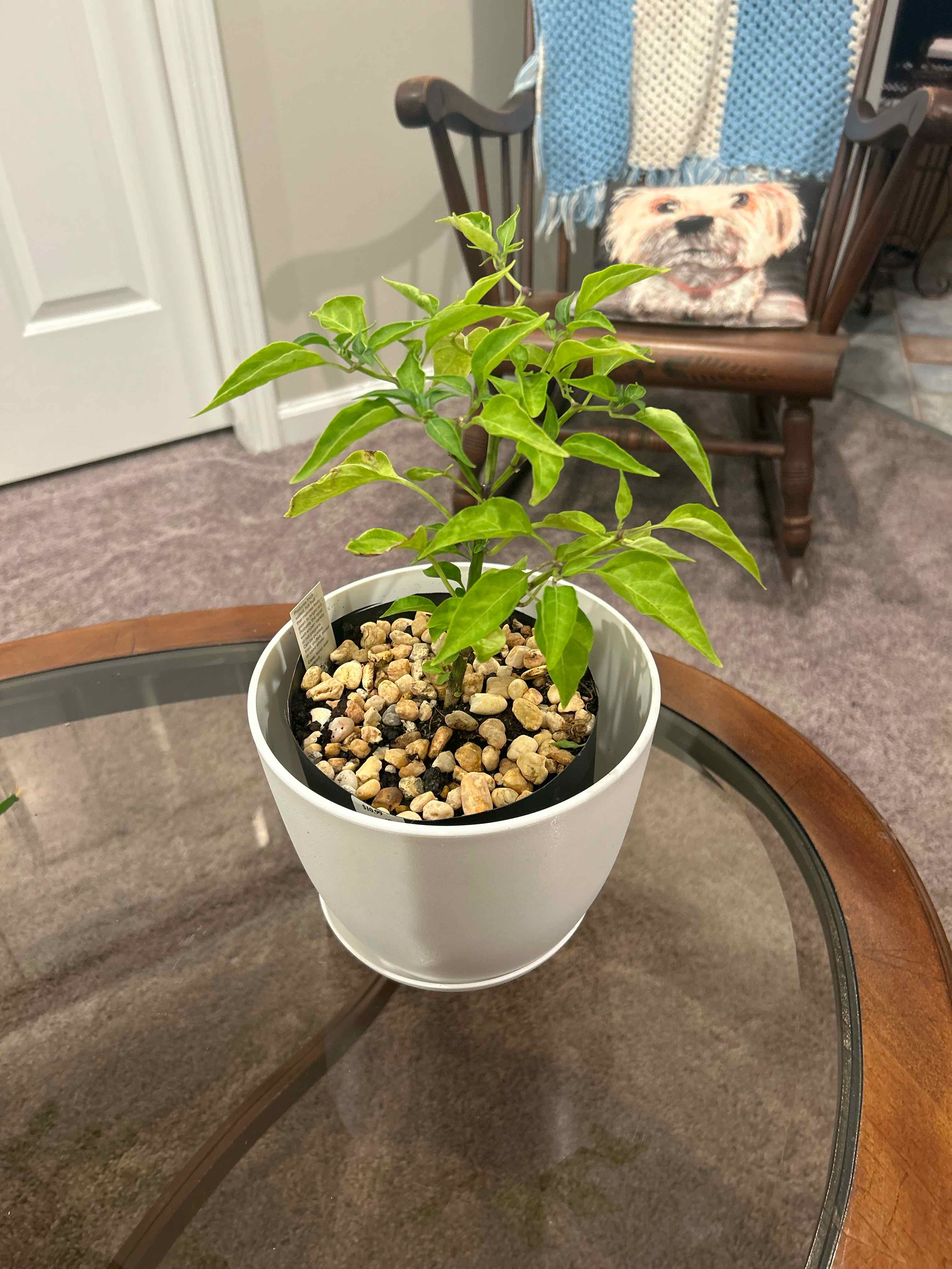 Pepper