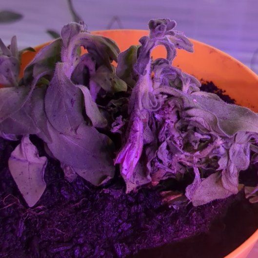 Photo of the plant species Petunia 'Pink' by @BentonHardbeech named Dax on Greg, the plant care app