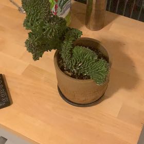 Photo of the plant species Lophocereus schottii f. cristata by @PeppySeadahlia named Messi on Greg, the plant care app