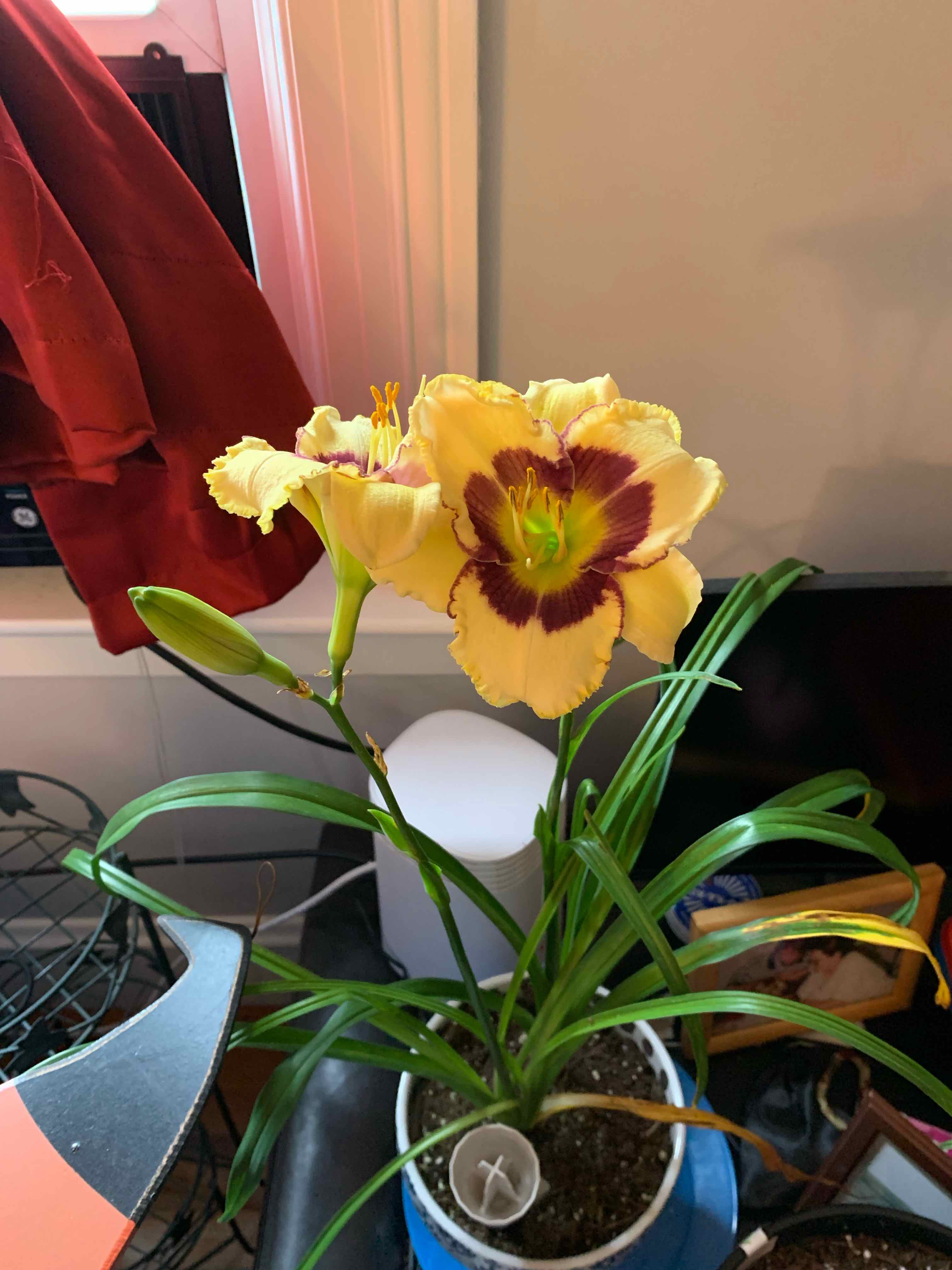 Yellow Daylily plant in a pot with vibrant flowers and green leaves, placed indoors.
