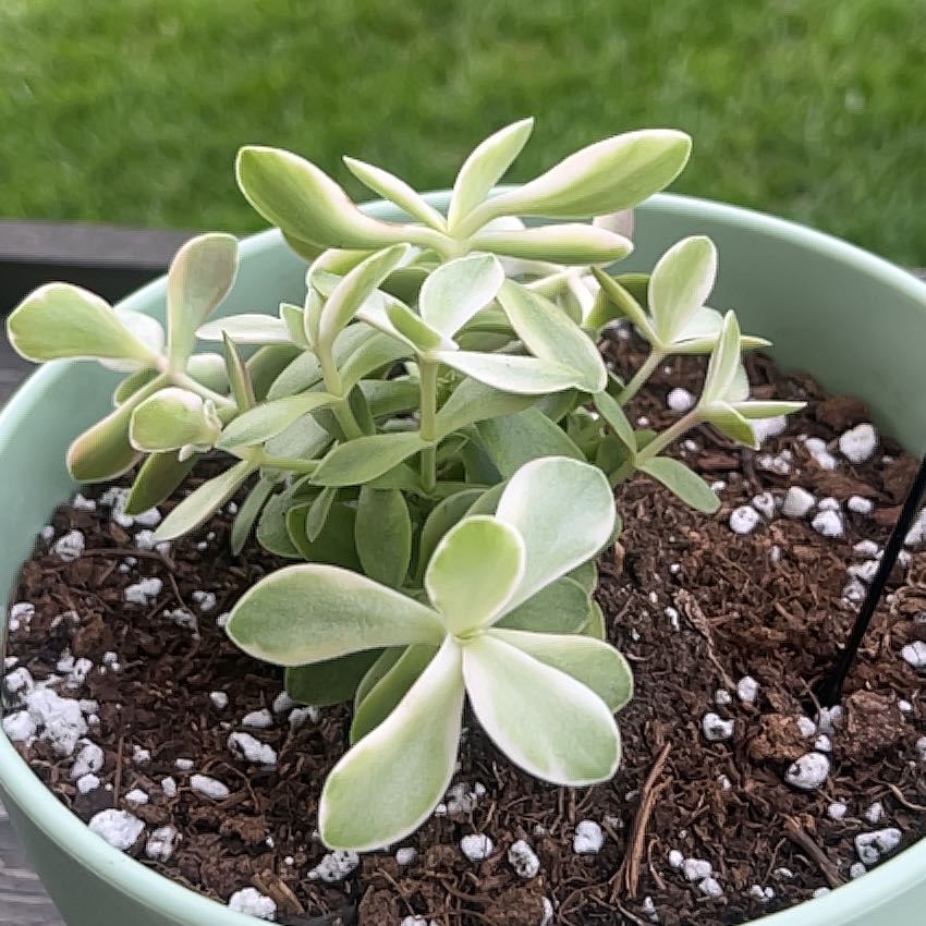 Variegated jade plant in a pot with visible soil, appearing healthy.