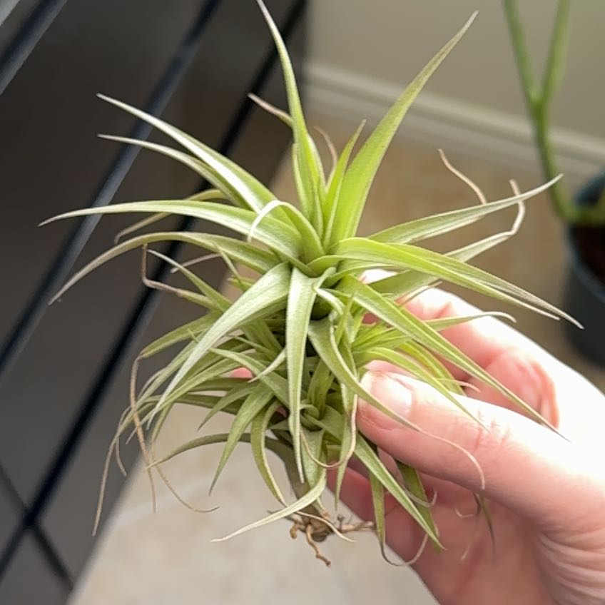 Aeranthos Air Plant being held by a hand, appears healthy with green leaves.