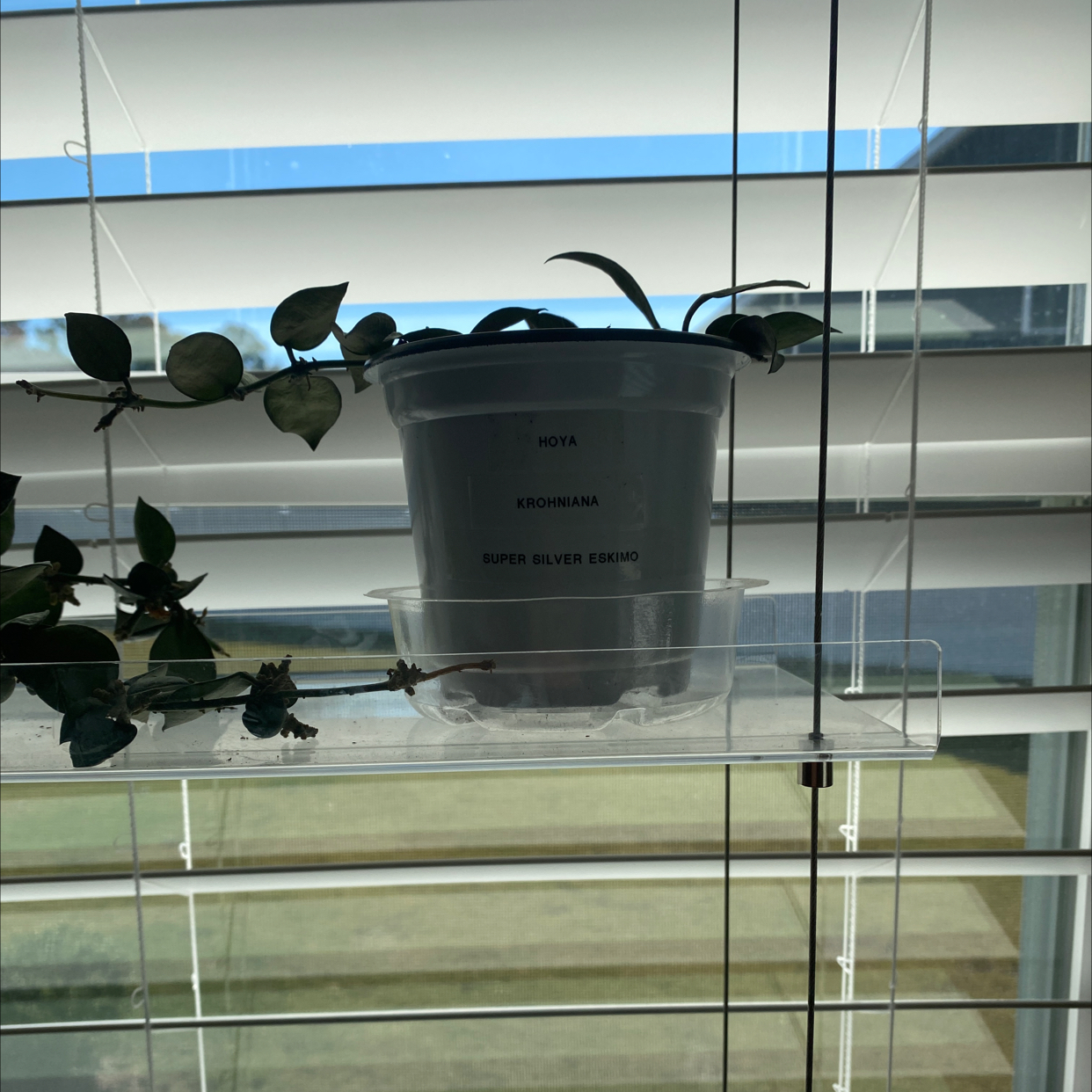 Potted Super Silver Hoyaa Krohniana plant on a shelf in front of window blinds.