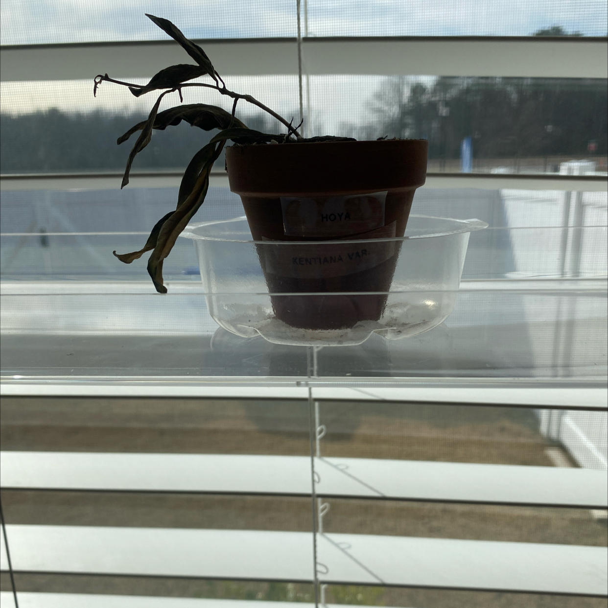 Variegated Hoya kentiana plant with wilting leaves in a pot on a windowsill.