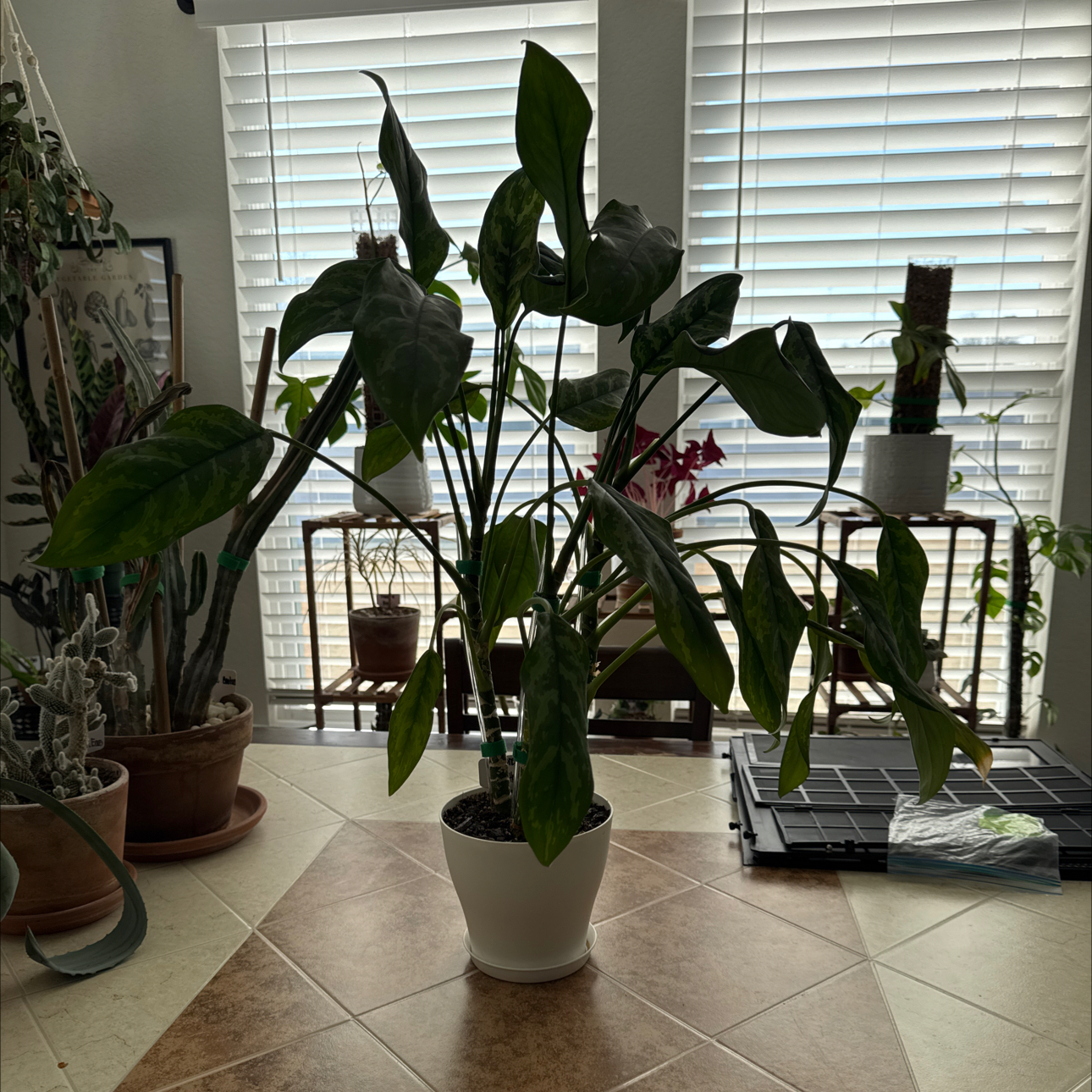 Photo of the plant species Chinese Evergreen 'Juliette' by @CoolTexassage named Aglaonema @Juliette on Greg, the plant care app