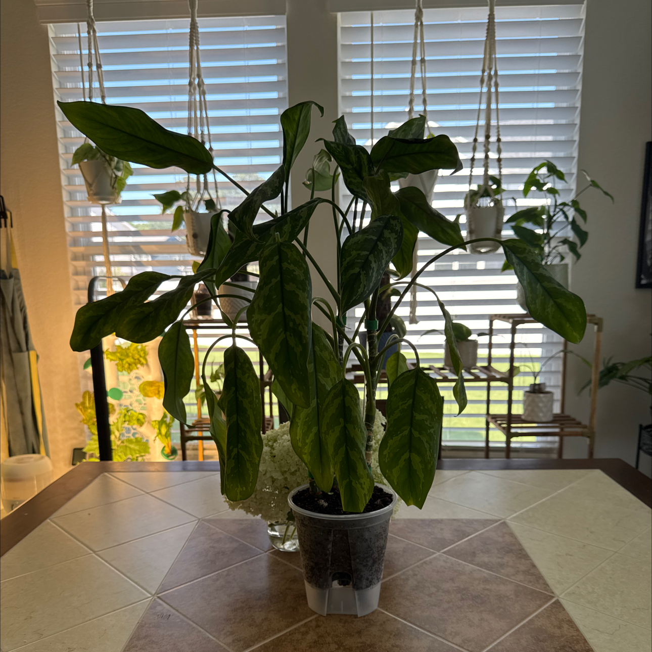 Photo of the plant species Chinese Evergreen 'Juliette' by @CoolTexassage named Aglaonema @Juliette on Greg, the plant care app