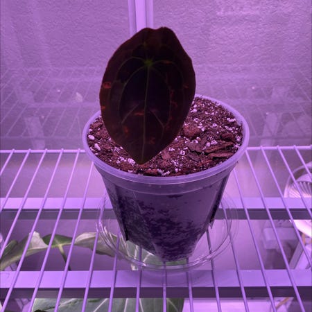 Photo of the plant species Anthurium forgetii x crystallinum by @CoolTexassage named Anthurium @Forgeti x Clarinervium on Greg, the plant care app