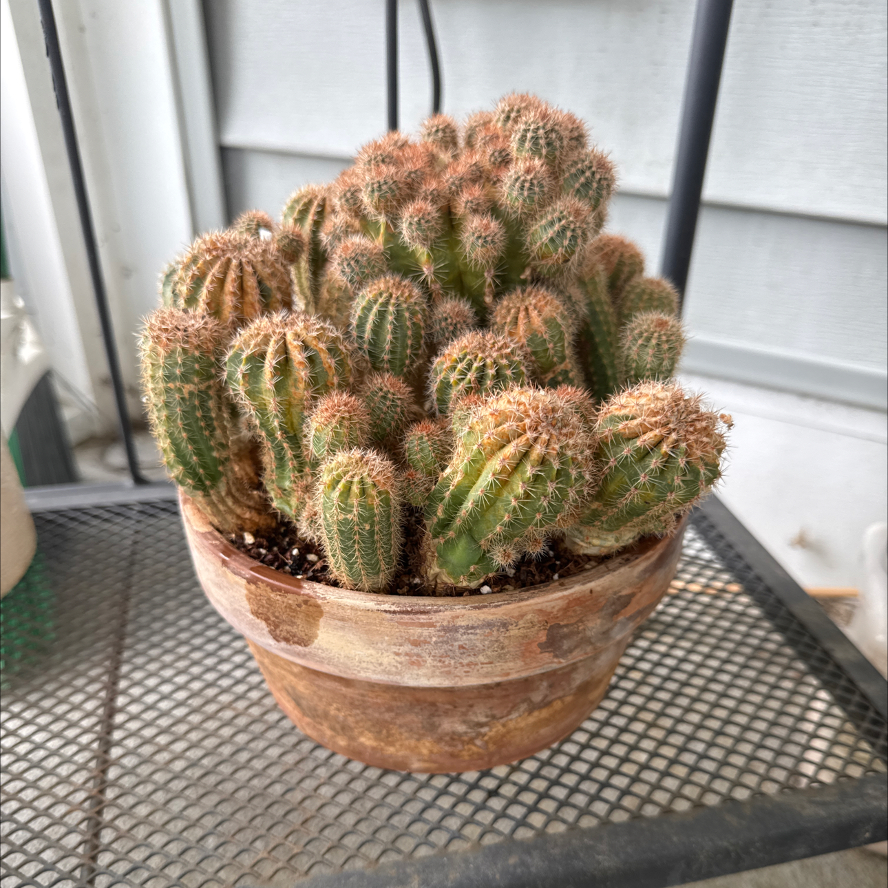 Photo of the plant species Rainbow Burst by @CoolTexassage named Cactus @Rainbow Burst on Greg, the plant care app