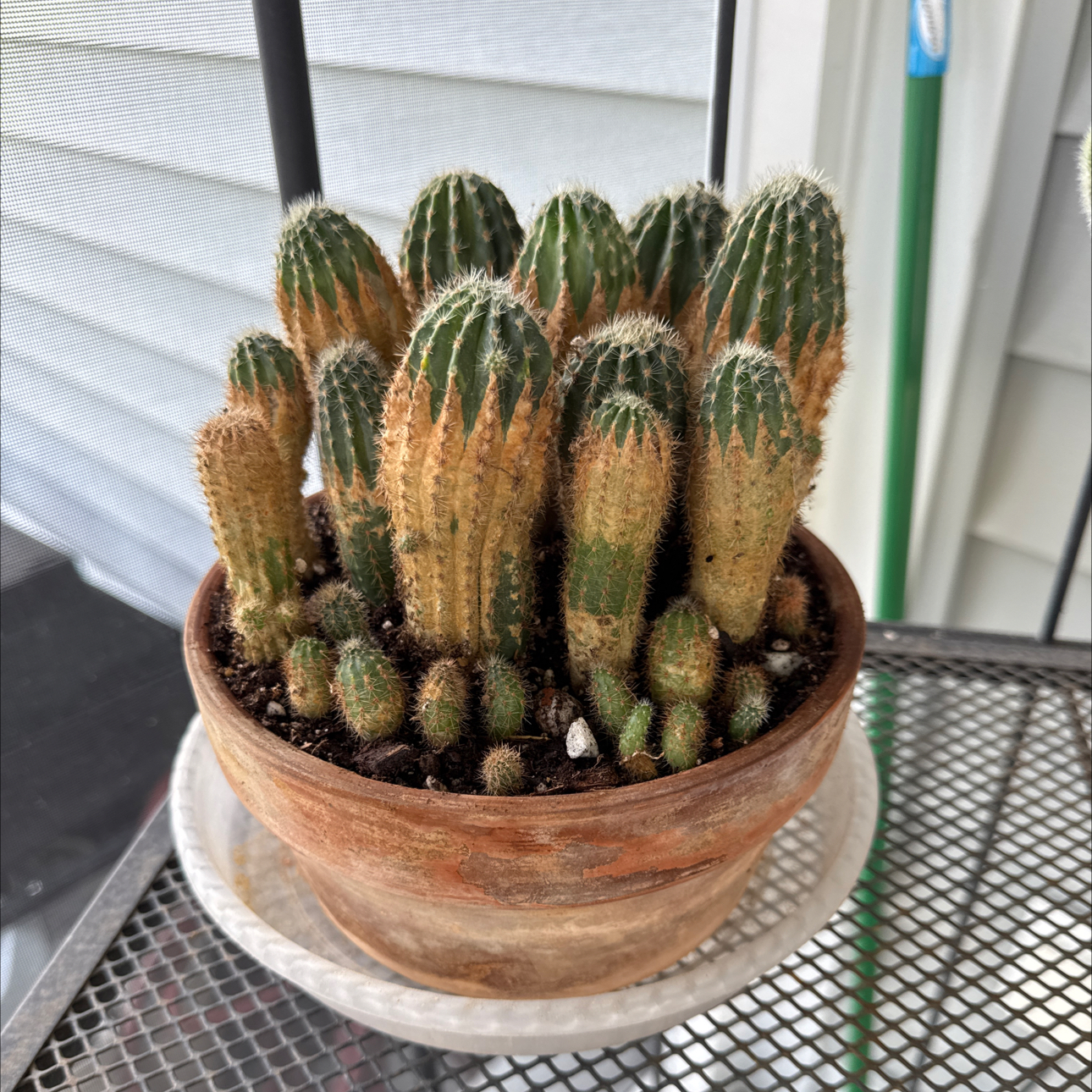 Photo of the plant species Rainbow Burst by @CoolTexassage named Cactus @Rainbow Burst on Greg, the plant care app