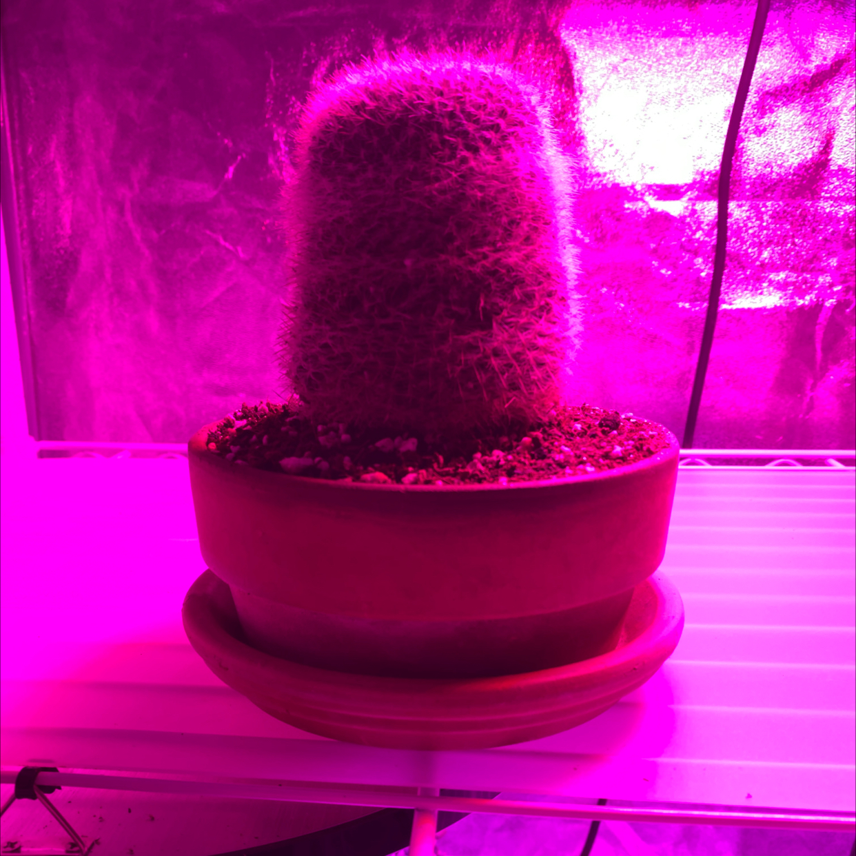 Potted Old Lady Cactus under pink grow light, soil visible.