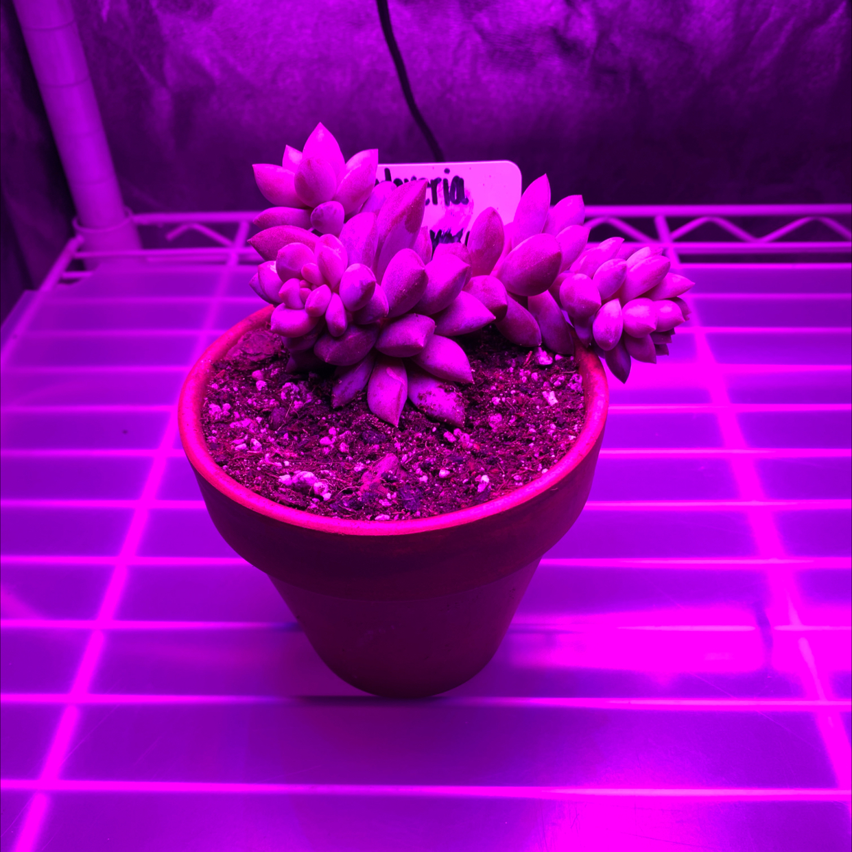 Potted Sedeveria 'Harry Butterfield' under purple grow lights, healthy and well-framed.