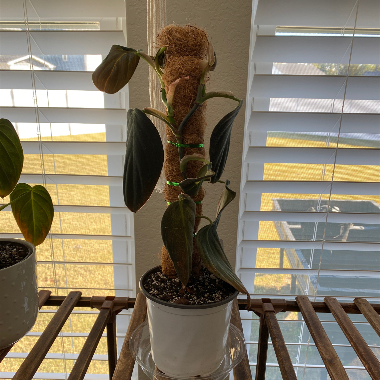 Philodendron gigas plant in a pot with a moss pole, placed on a wooden shelf near a window.
