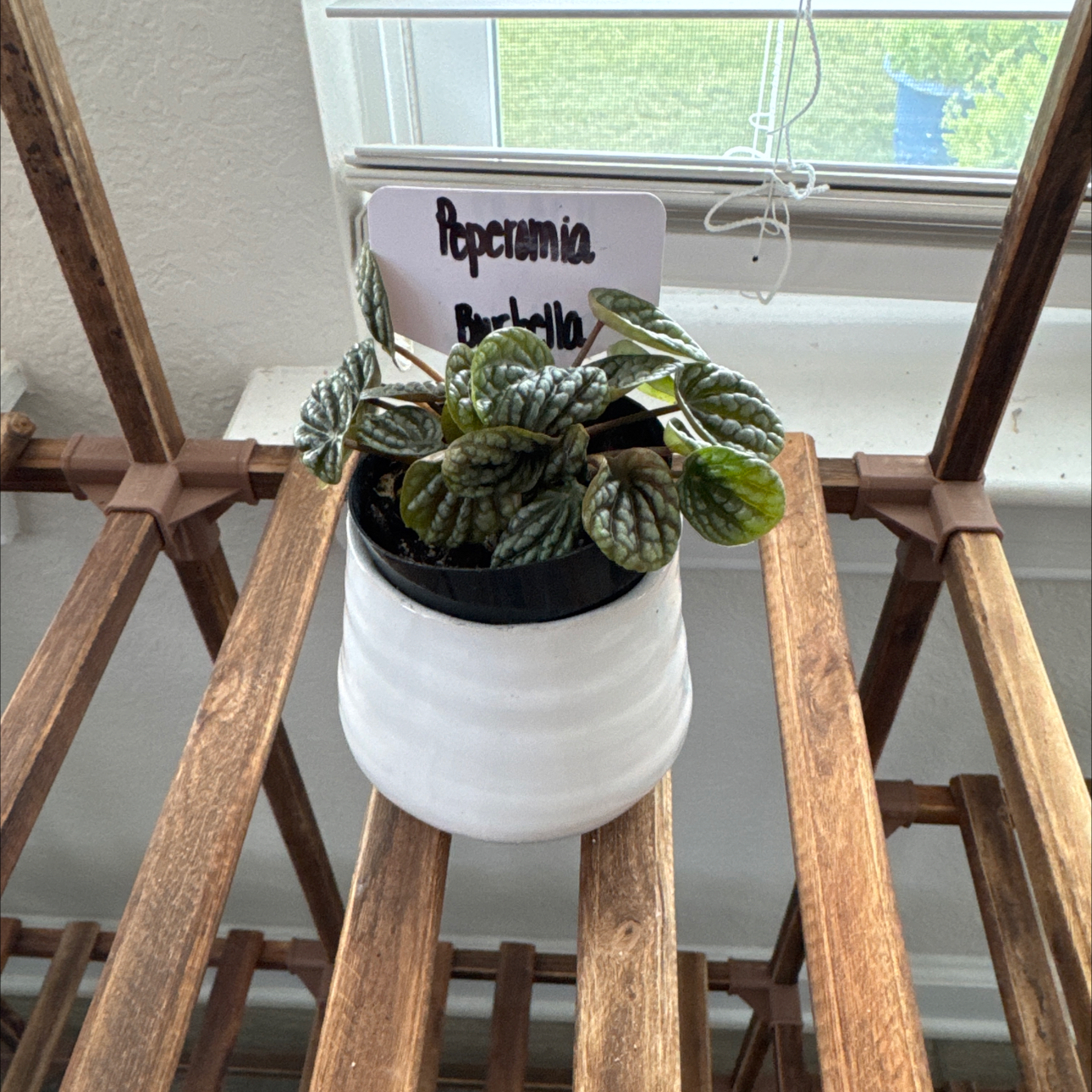 Photo of the plant species Peperomia 'Burbella' by @CoolTexassage named Peperomia @Burbella on Greg, the plant care app