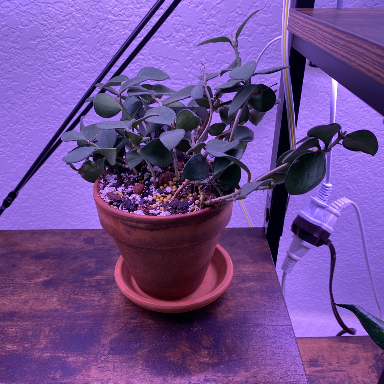 Potted Bush Hoya plant on a wooden surface with visible soil and green leaves.