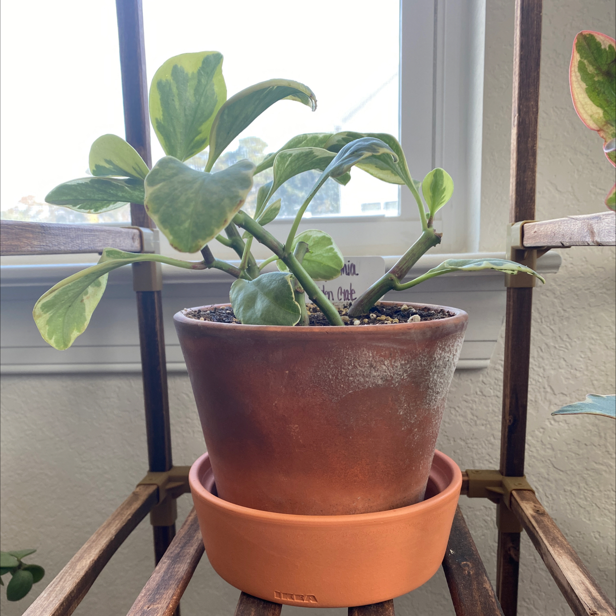 Golden Gate Peperomia plant in a terracotta pot on a shelf, with healthy green and variegated leaves.