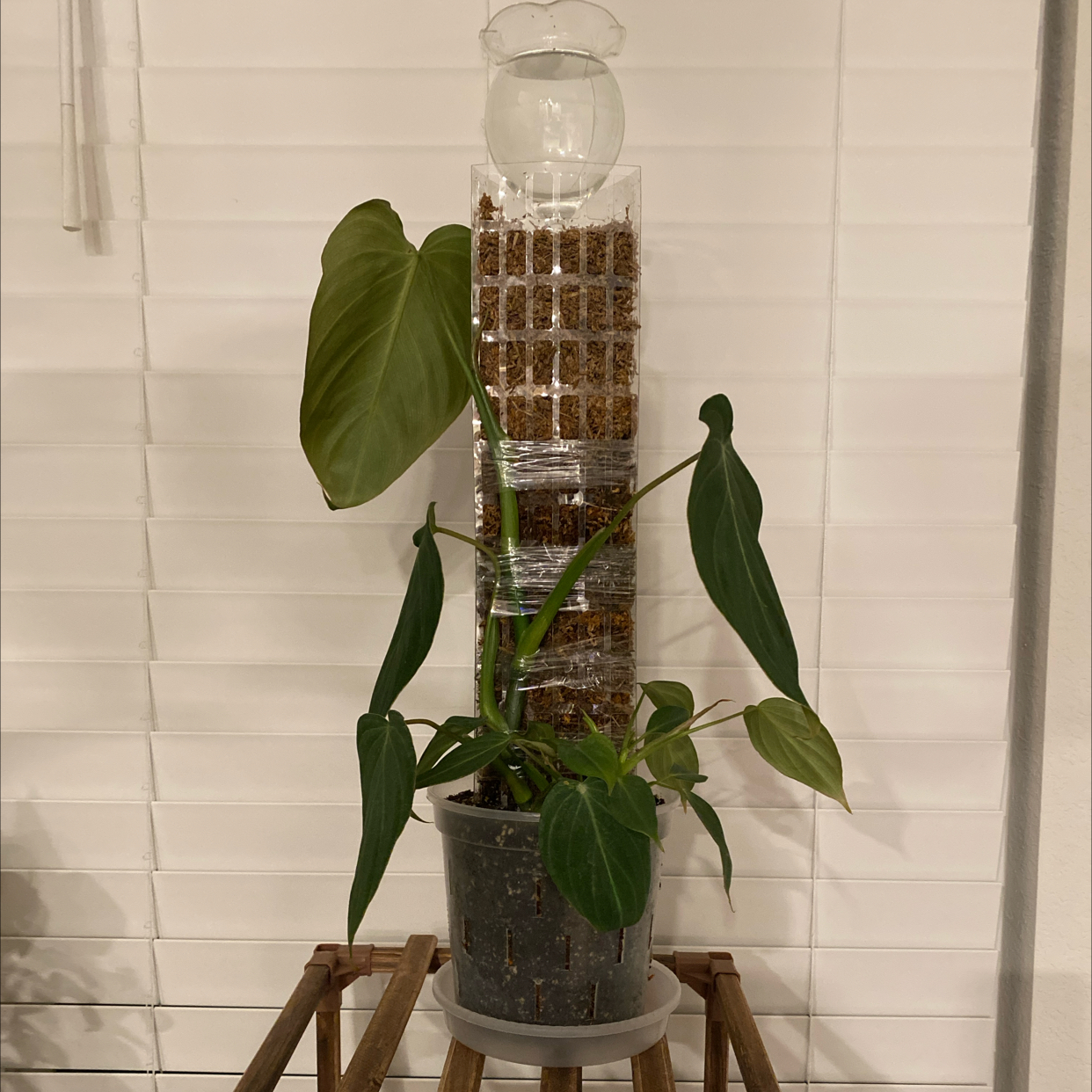Philodendron 'Glorius' plant in a pot with a support structure, healthy green leaves.