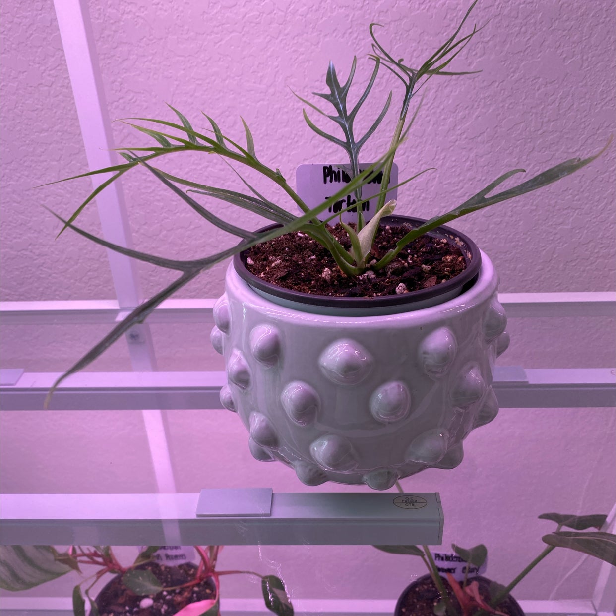 Philodendron tortum plant in a decorative pot with visible soil, well-framed and in focus.