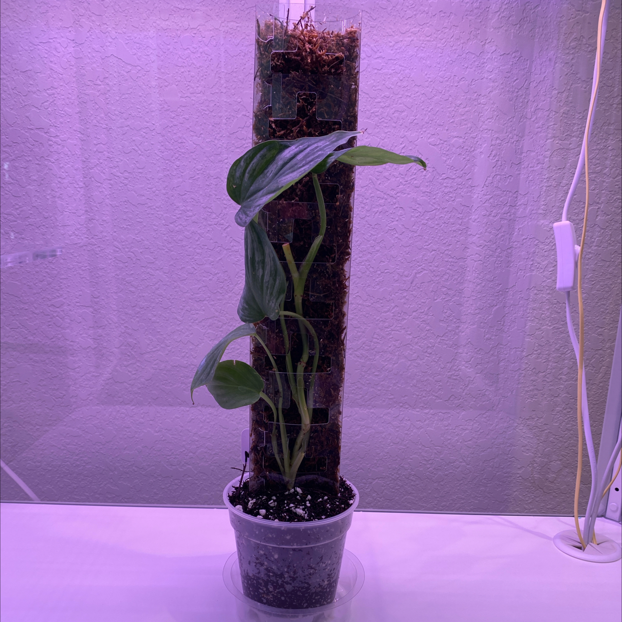 Philodendron 'Silver Cloud' plant in a pot with a moss pole under purple light.