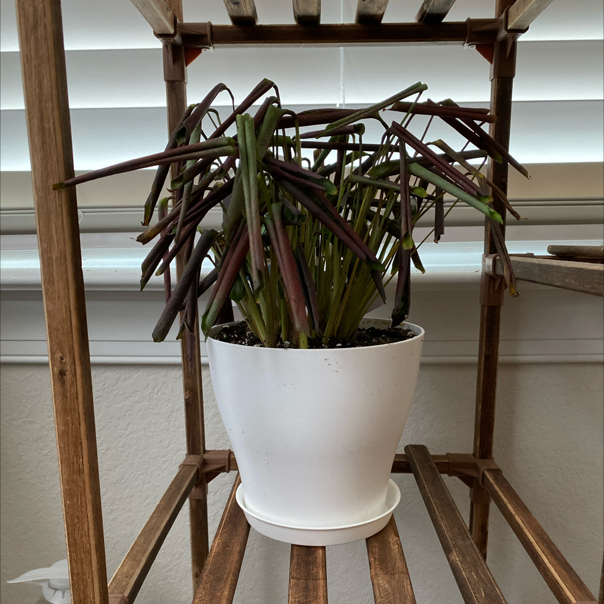 Never Never Plant 'Grey Star' with wilted and browning leaves in a white pot on a wooden shelf.