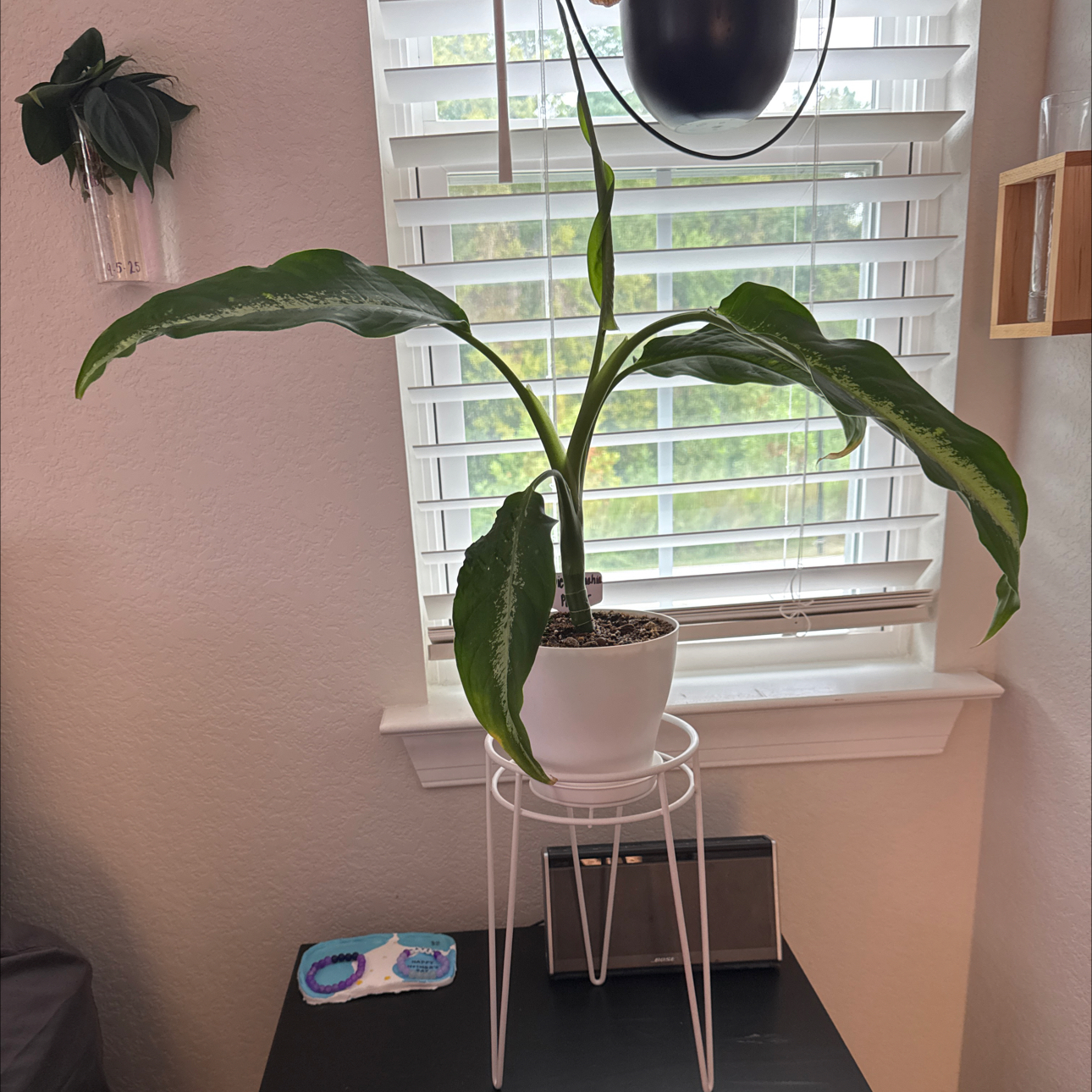 Photo of the plant species Dieffenbachia 'Panther' by @CoolTexassage named Dieffenbachia @Panther on Greg, the plant care app