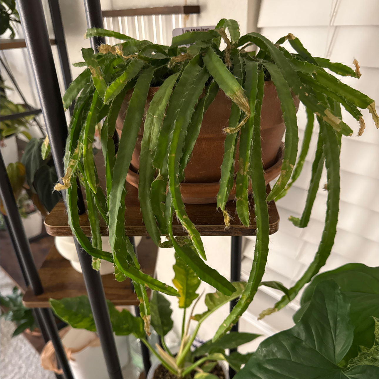 Photo of the plant species Lepismium cruciforme by @CoolTexassage named Lepismium Cruciforme on Greg, the plant care app