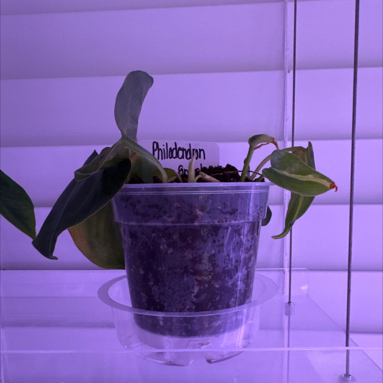 Photo of the plant species Philodendron 'Cream Splash' by @CoolTexassage named Philodendron @Cream Splash on Greg, the plant care app
