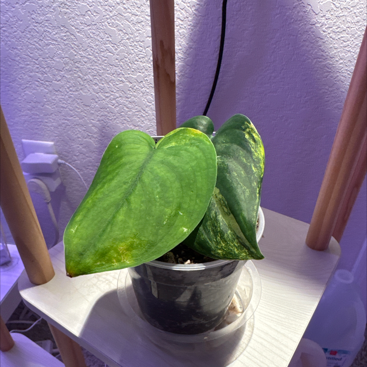 Photo of the plant species Scindapsus Jade Satin Aurea Variegated by @CoolTexassage named Scindapsus @Variegated Jade Satin on Greg, the plant care app