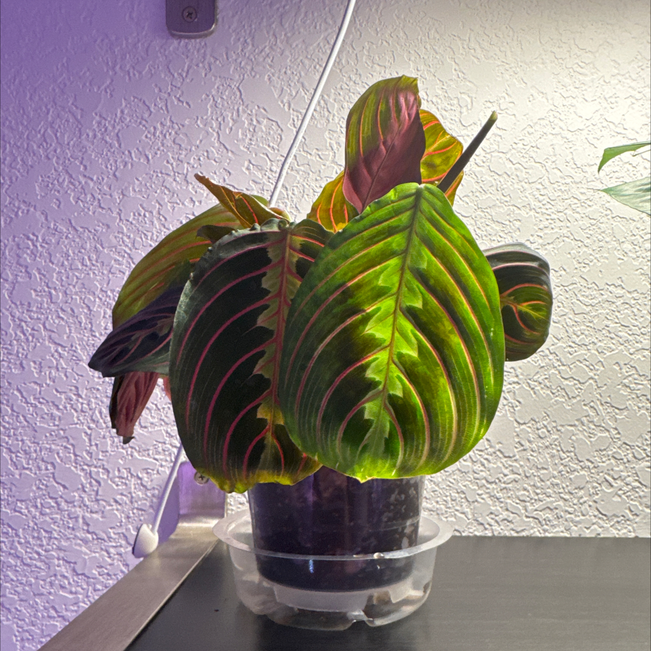 Photo of the plant species Prayer Plant by @CoolTexassage named Maranta @Red on Greg, the plant care app