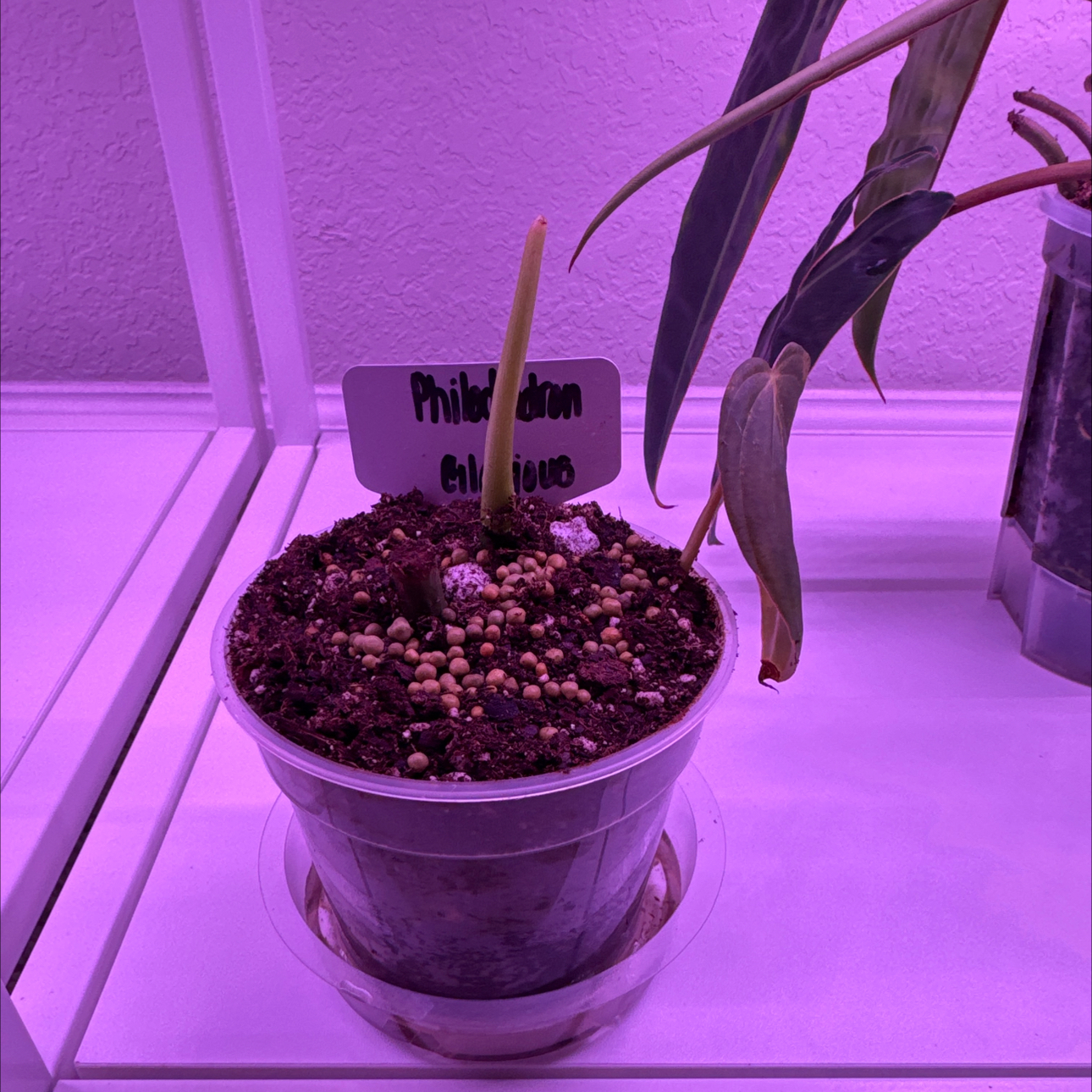 Photo of the plant species Philodendron 'Glorius' by @CoolTexassage named Philodendron @Glorious on Greg, the plant care app