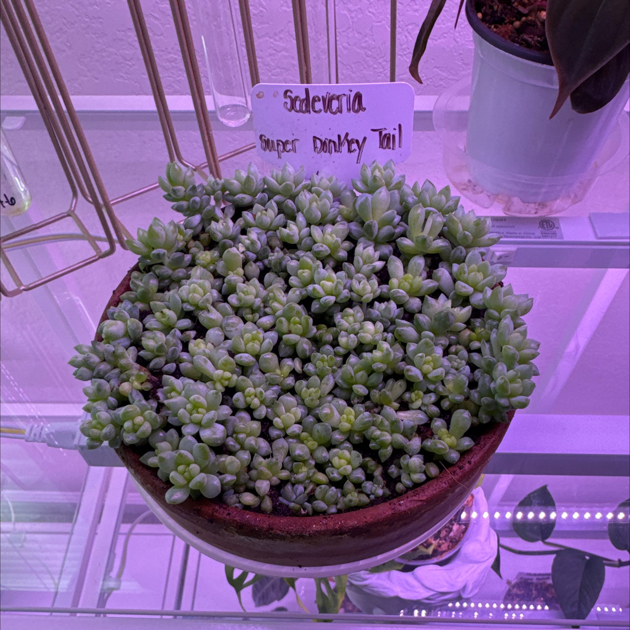 Photo of the plant species Sedeveria 'Harry Butterfield' by @CoolTexassage named Sedeveria @Super Donkey Tail on Greg, the plant care app