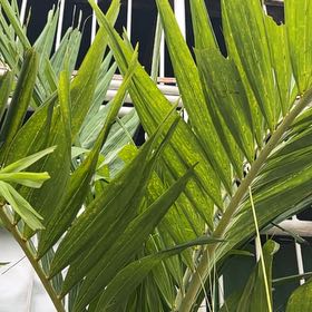 Christmas Palm uploaded to the Greg plant app by @PrizeOregano