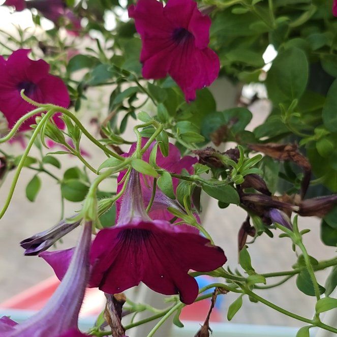 Photo of the plant species Crazytunia Tiki Torch by @BeefyLakesedge named Bigleef Smalls on Greg, the plant care app