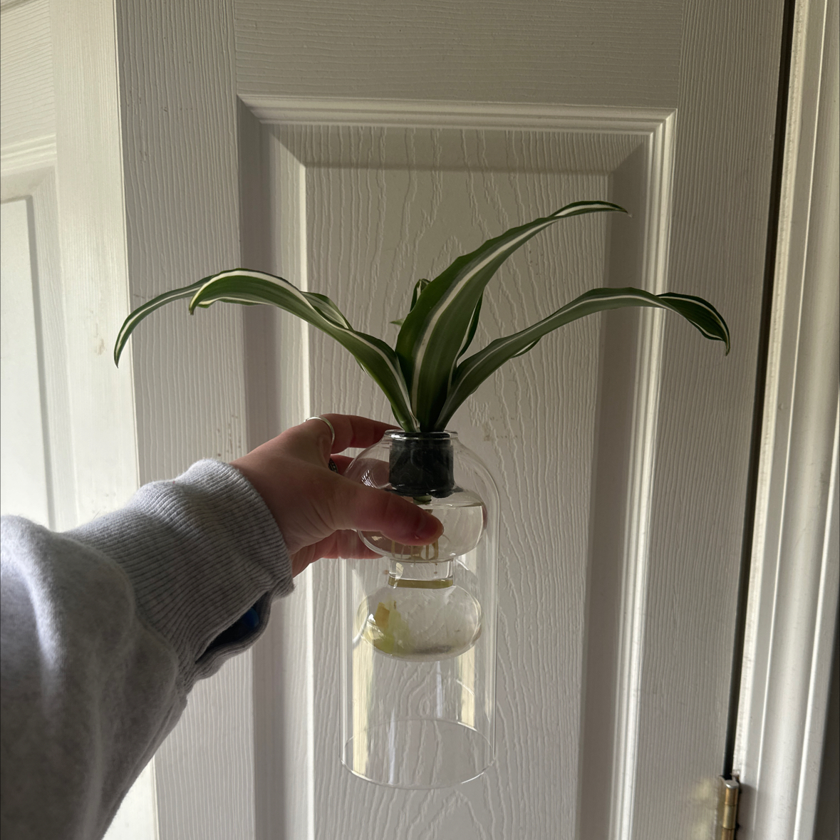 Photo of the plant species Ocean Spider Plant by @FlashyDevilsfig named Kardashian on Greg, the plant care app