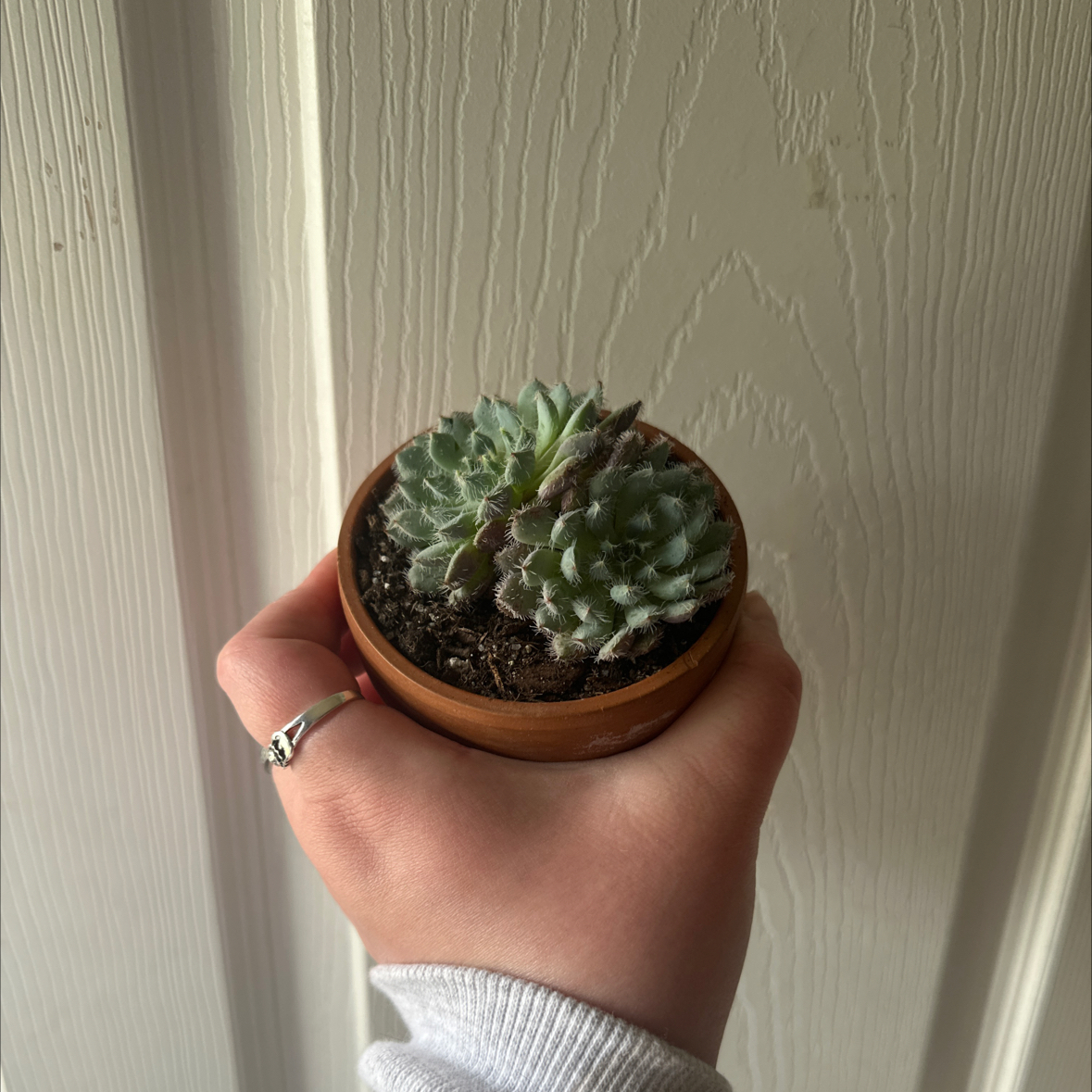 Photo of the plant species Echeveria setosa 'FO-42' by @FlashyDevilsfig named Hamilton on Greg, the plant care app